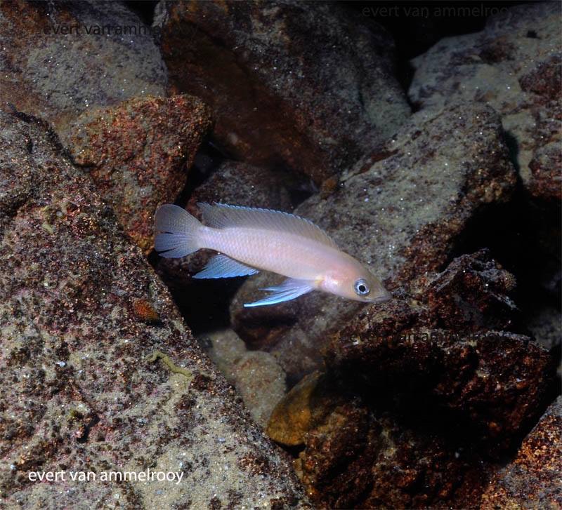Neolamprologus longior 'Mahale Mountains NP'